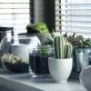 indoor plants